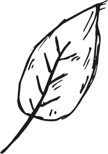 Black and white hand-drawn illustration of a Cairns tropical leaf, with jagged edges, central vein, side veins, and sketch lines.